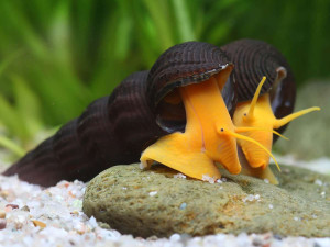 Ribice Tylomelania snail