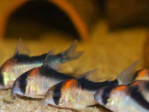 Ribice coridoras Duplicares