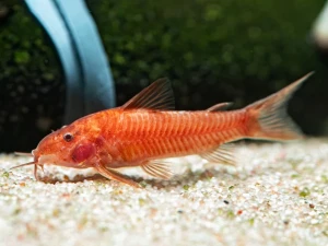 Ribice coridoras Aspidoras c125 red