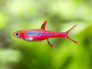 Ribice Boraras brigittae