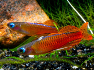 Ribice Paskai rainbow