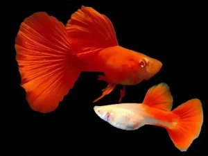 Ribice Guppy full red