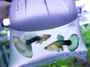 Ribice Guppy snow white tuxedo