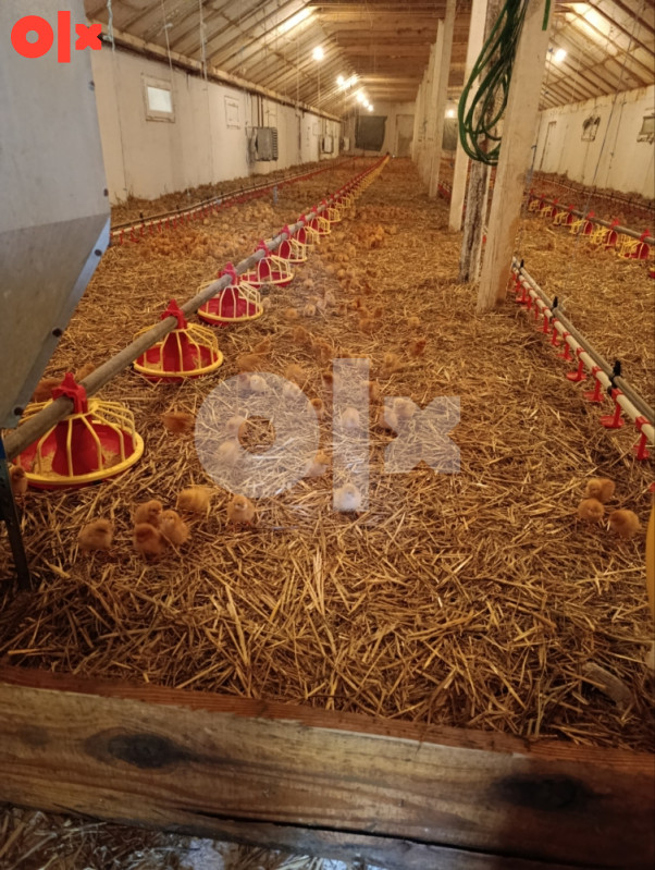 Farma Prijedor