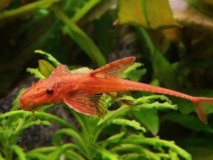 Ribice Red lizard