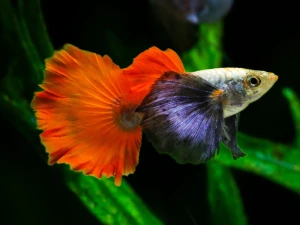 Ribice Guppy platinum red tail