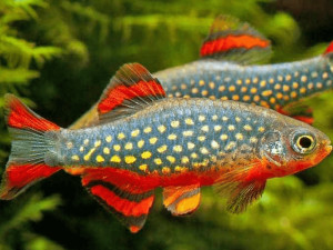 Ribice Microrasbora galaxy
