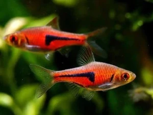 Ribice Rasbora espei