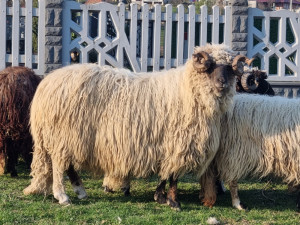 OVAN-OVNOVI ZA KURBANA