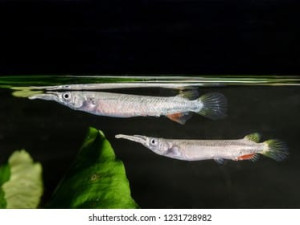Ribice Stukica zivorotka