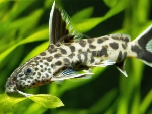 Ribice synodontis petricola