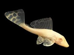 Ribice albino gibiceps