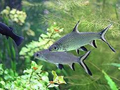 Ribice silver shark