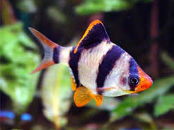 Ribice barbus tetrazona