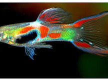 Ribice Endler guppy