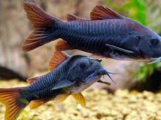 Ribice black Venezuela cory