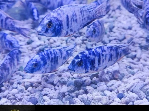 Ribice ciklidi Delfini OB