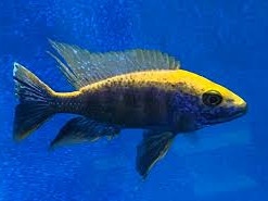 Ribice ciklidi Lithobates sulphur head