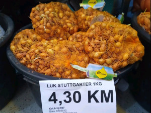 Sjemenski crveni luk stuttgarter