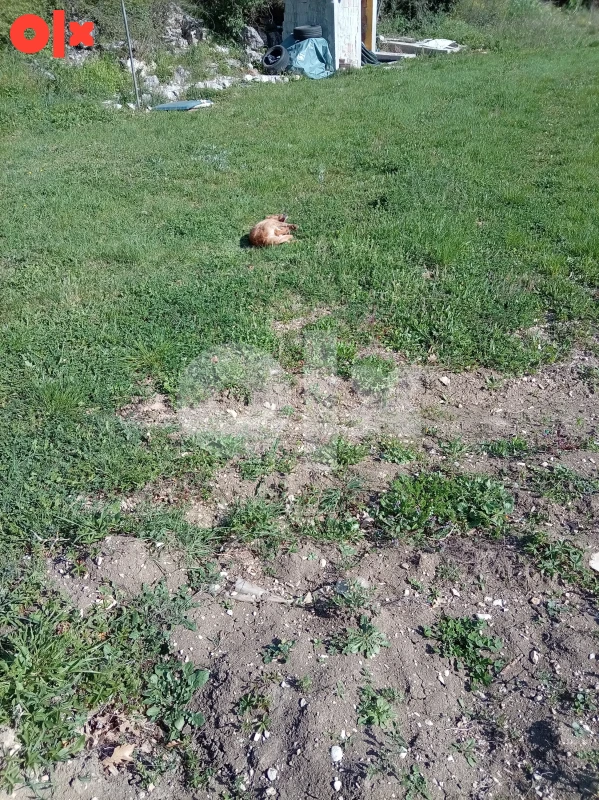 Zemljište Mostar 800m2 3