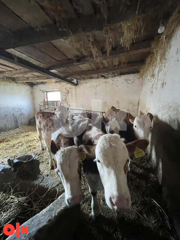 Na prodaju petero muski teladi sa  papirima 065 778 684