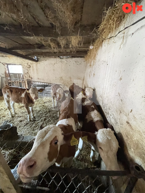 Na prodaju petero muski teladi sa  papirima 065 778 684 2