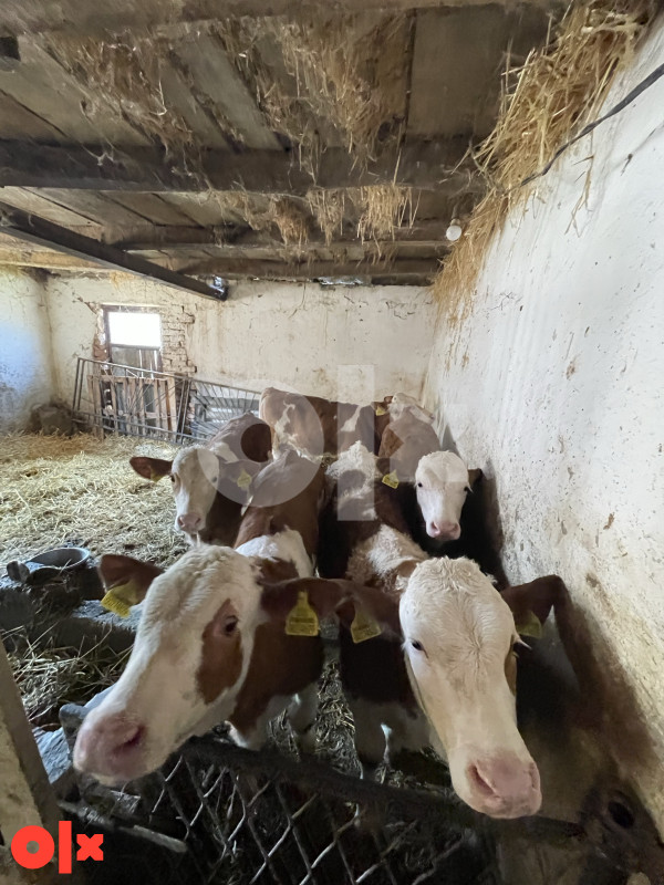 Na prodaju petero muski teladi sa  papirima 065 778 684 3