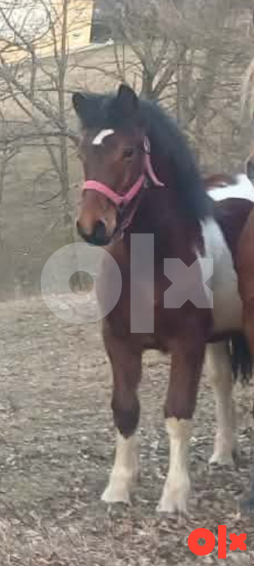 Zdrijebe 10 mjeseci od krupni konja zenskoZvati na broj 065705782