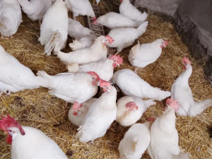 Prodajem koke leghorn aktivno nose jaja