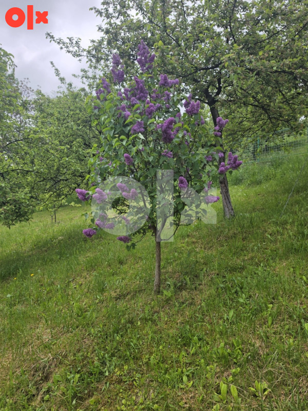 Kuća sa okućnicom 16