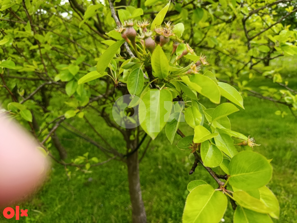 Zemljište Srbac