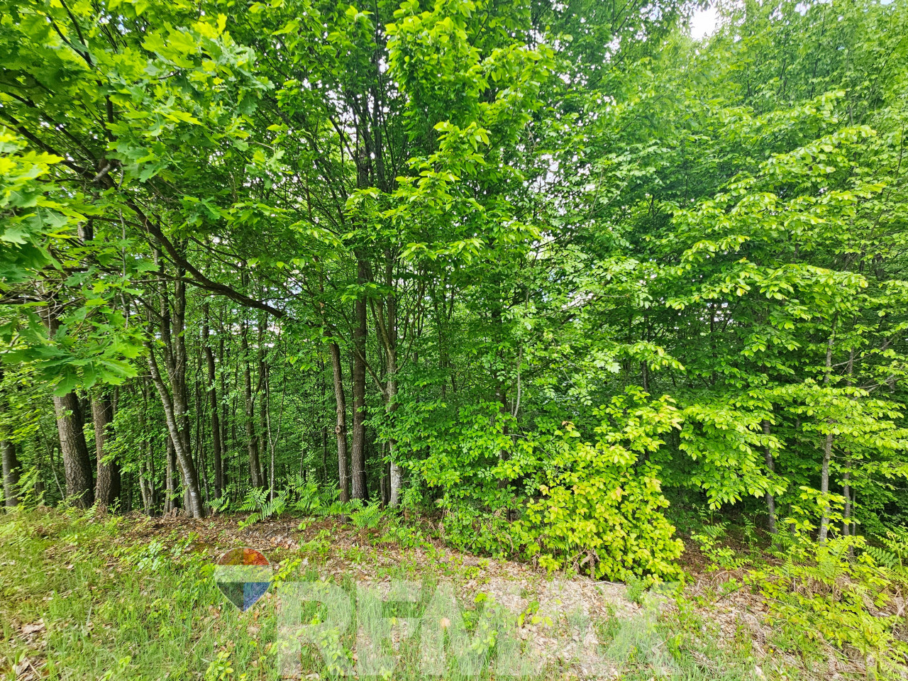 Zemljište 16978m2 sa izvorom u Kadinjanima-priroda i mir 13
