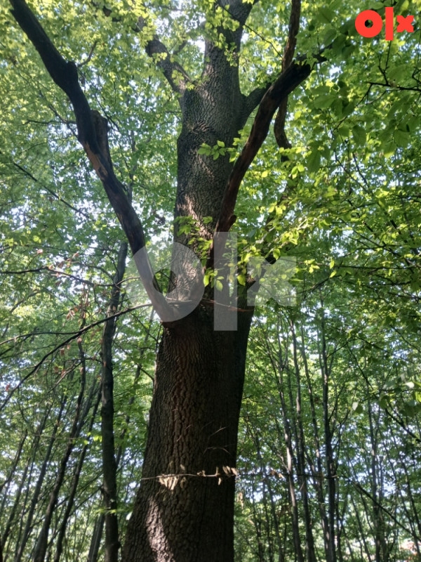 Zemljište sa Sumom 3