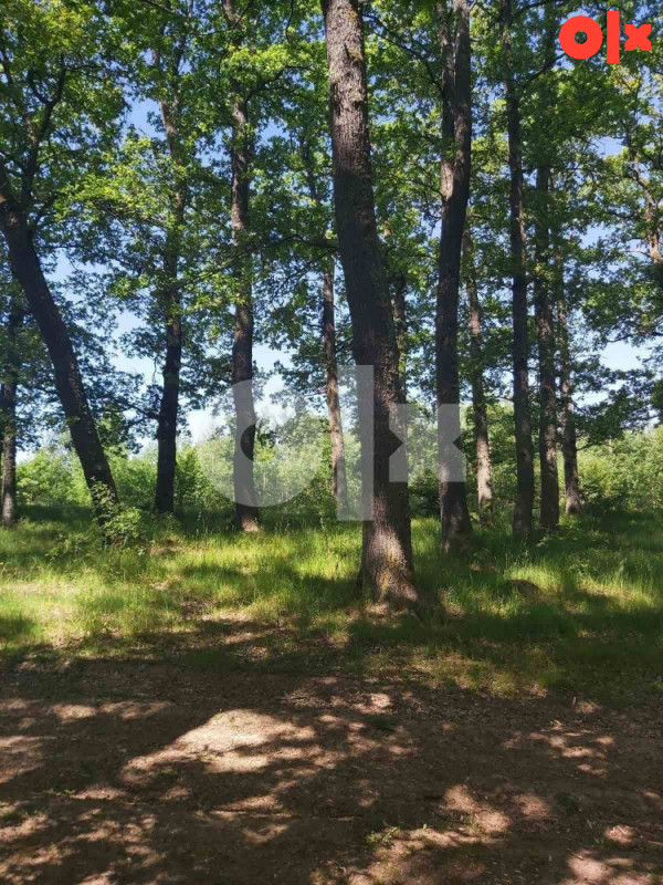 ZEMLJIŠTE I ŠUMA SOKOLAC 3