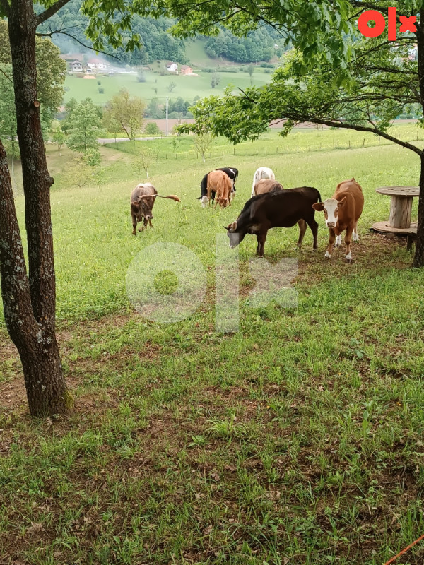 Zemljište Bosanska Krupa