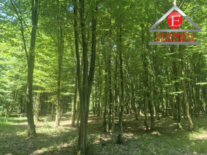 - ČAĐAVAC - Parcela Šume površine 3.000 m2 ID 4254/DŠ