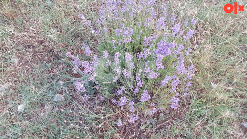 Zemljište Stolac