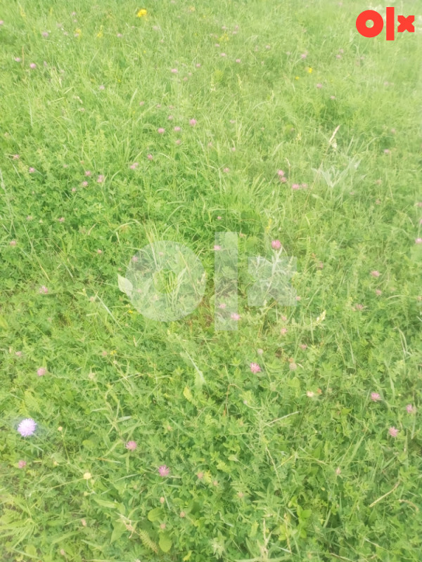 Vikendica na Igmanu Opstina Trnovo 061172486 7