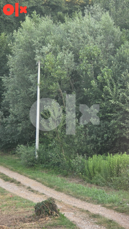 Suma vrba i topola