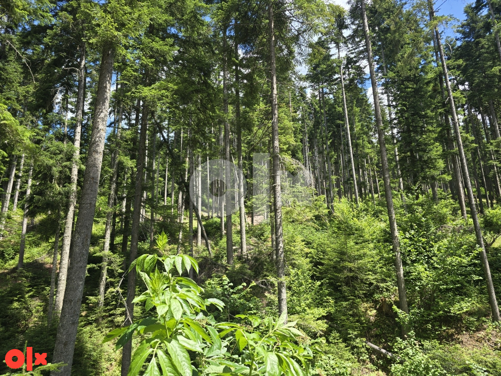 Zemljište Pale, Javor, šuma 9500m2