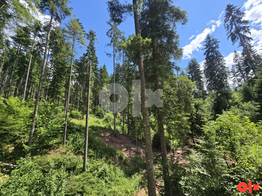 Zemljište Pale, Javor, šuma 9500m2 2