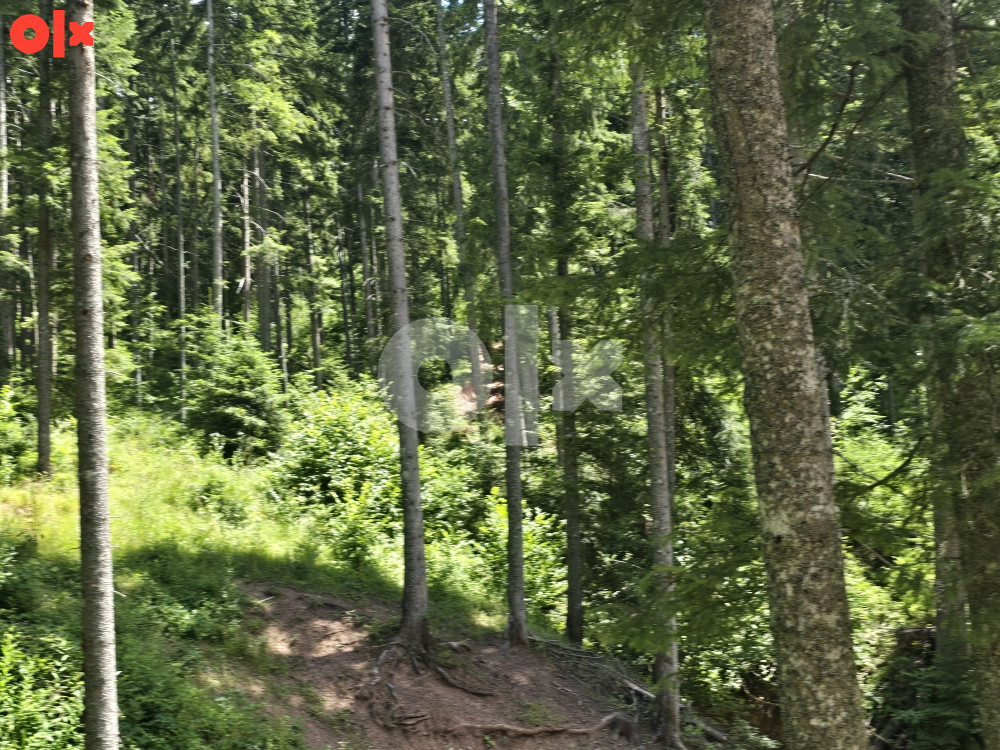 Zemljište Pale, Javor, šuma 9500m2 4