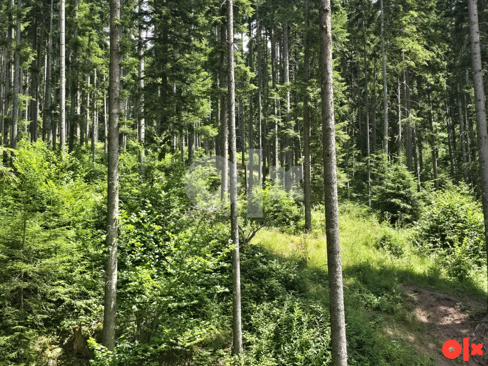 Zemljište Pale, Javor, šuma 9500m2 3
