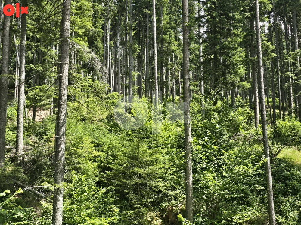 Zemljište Pale, Javor, šuma 9500m2 5