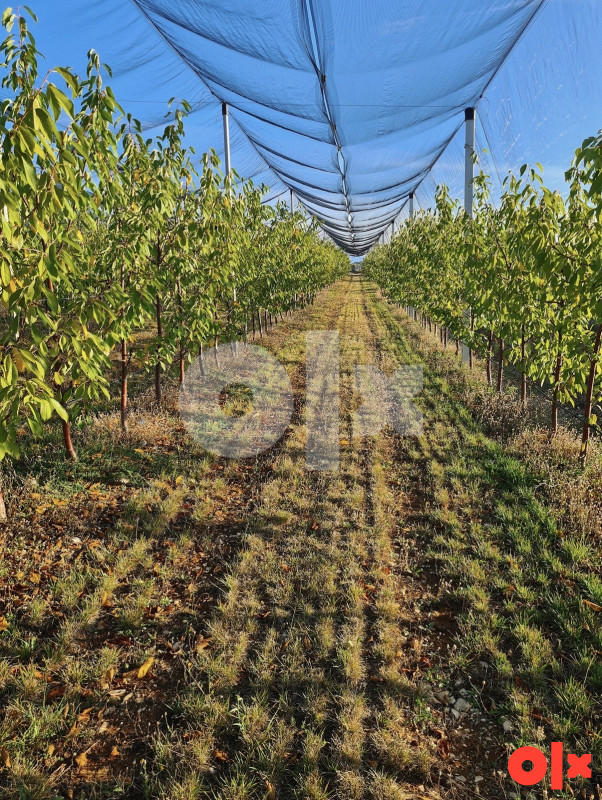 Gradjevinske parcele, zemljište, Lokve, Čapljina 3