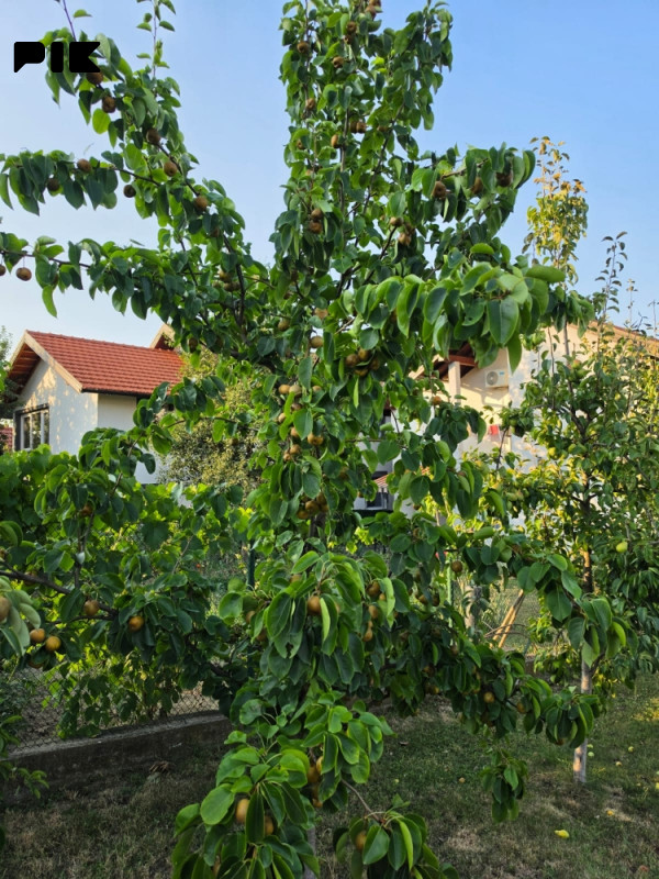 Plac zemljište Srebrenik Babunovici 12