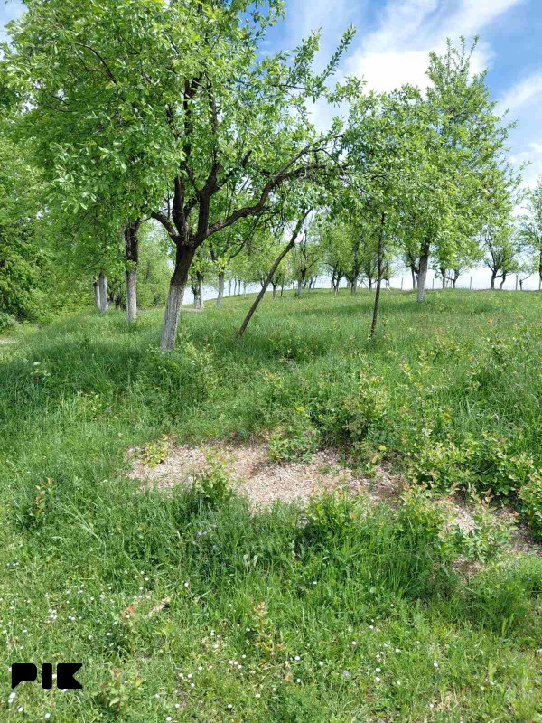Plac Goleši