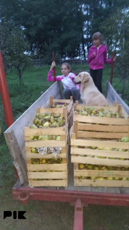 Prodajem voćnjak Lešnik i Kruške 2