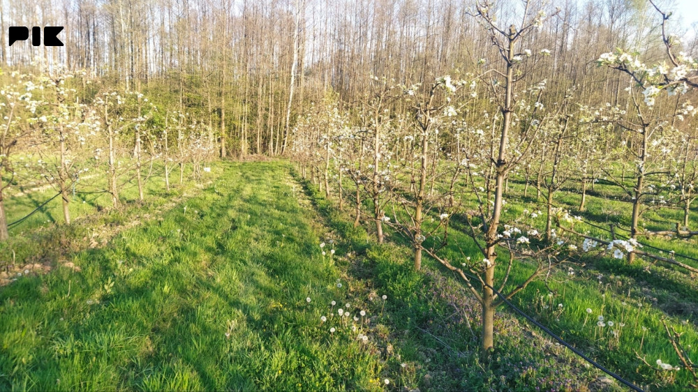 Prodajem voćnjak Lešnik i Kruške 7