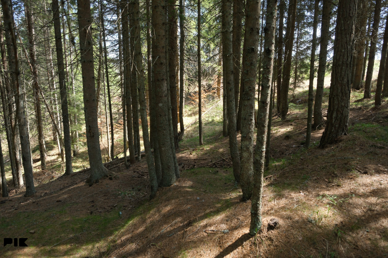 Zemljište / Nisici / Bijambare/ 54464 m2 / JEDINSTVENA PARCELA / 14